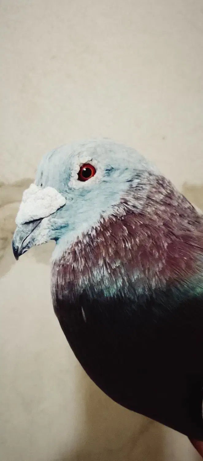 کفتر لایی سنگی|حراج|سراوان, |دیوار