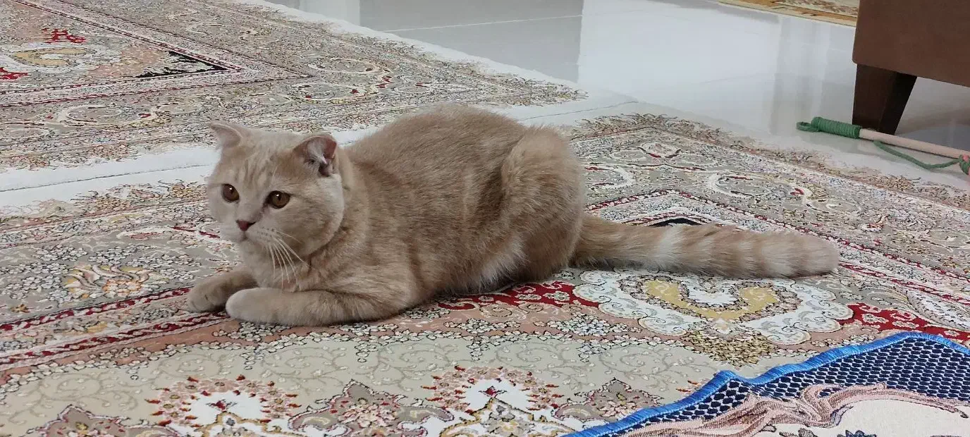 اسکاتیش نر|گربه|مشهد, کوشش|دیوار