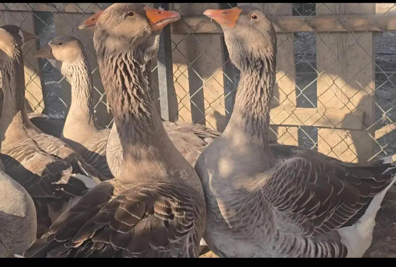 قوغاز تولوز|حیوانات مزرعه|گنبد کاووس, |دیوار