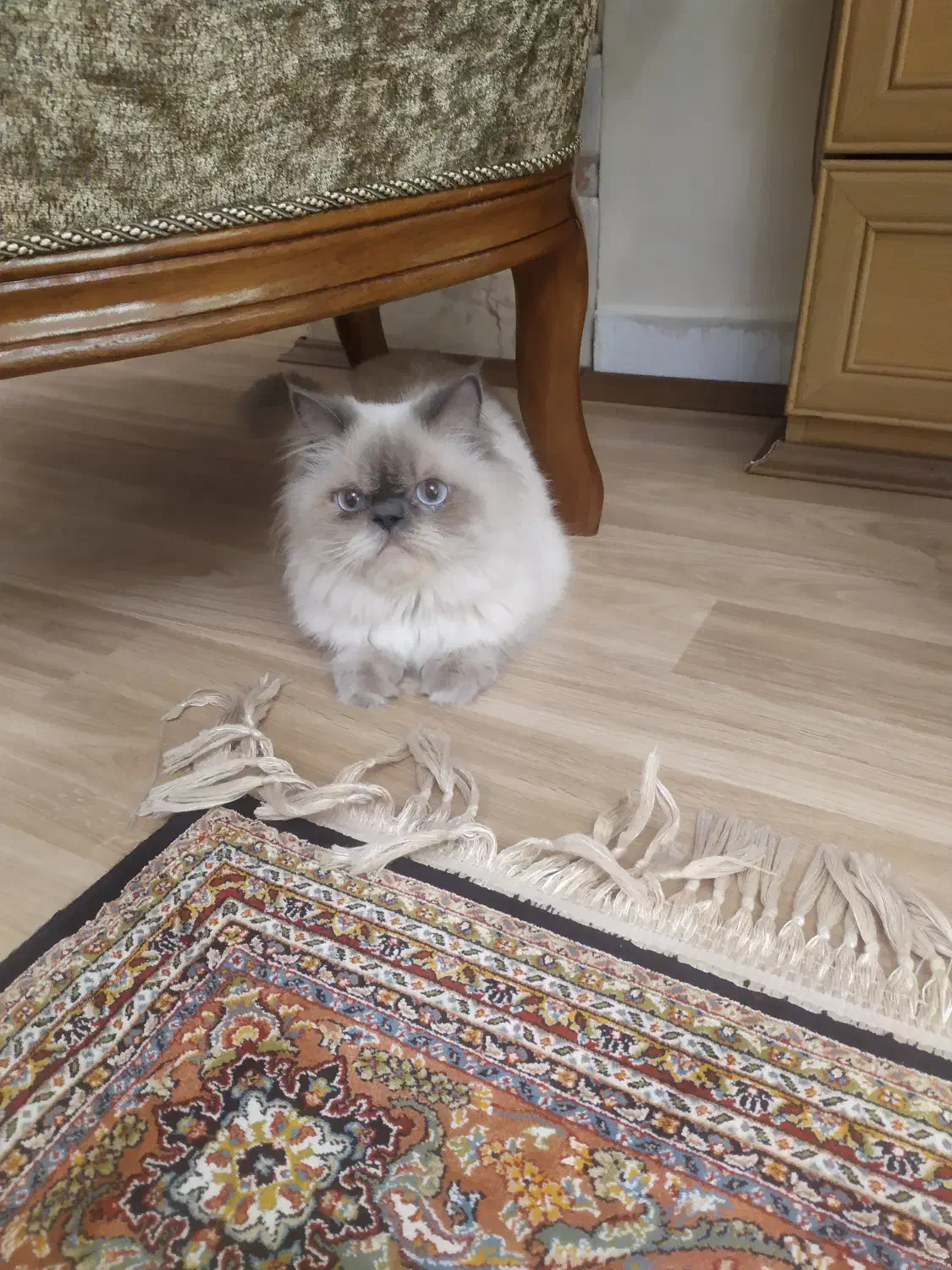 گربه پرشین|گربه|تهران, تهرانپارس شرقی|دیوار