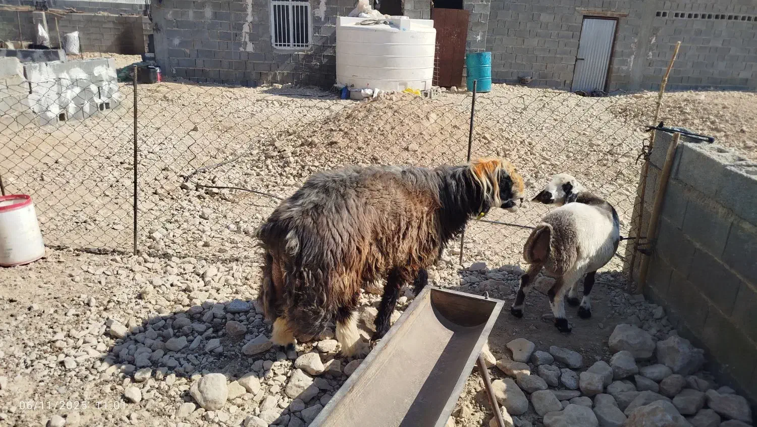 قوچ وبره قوچی|حیوانات مزرعه|کوه چنار, |دیوار