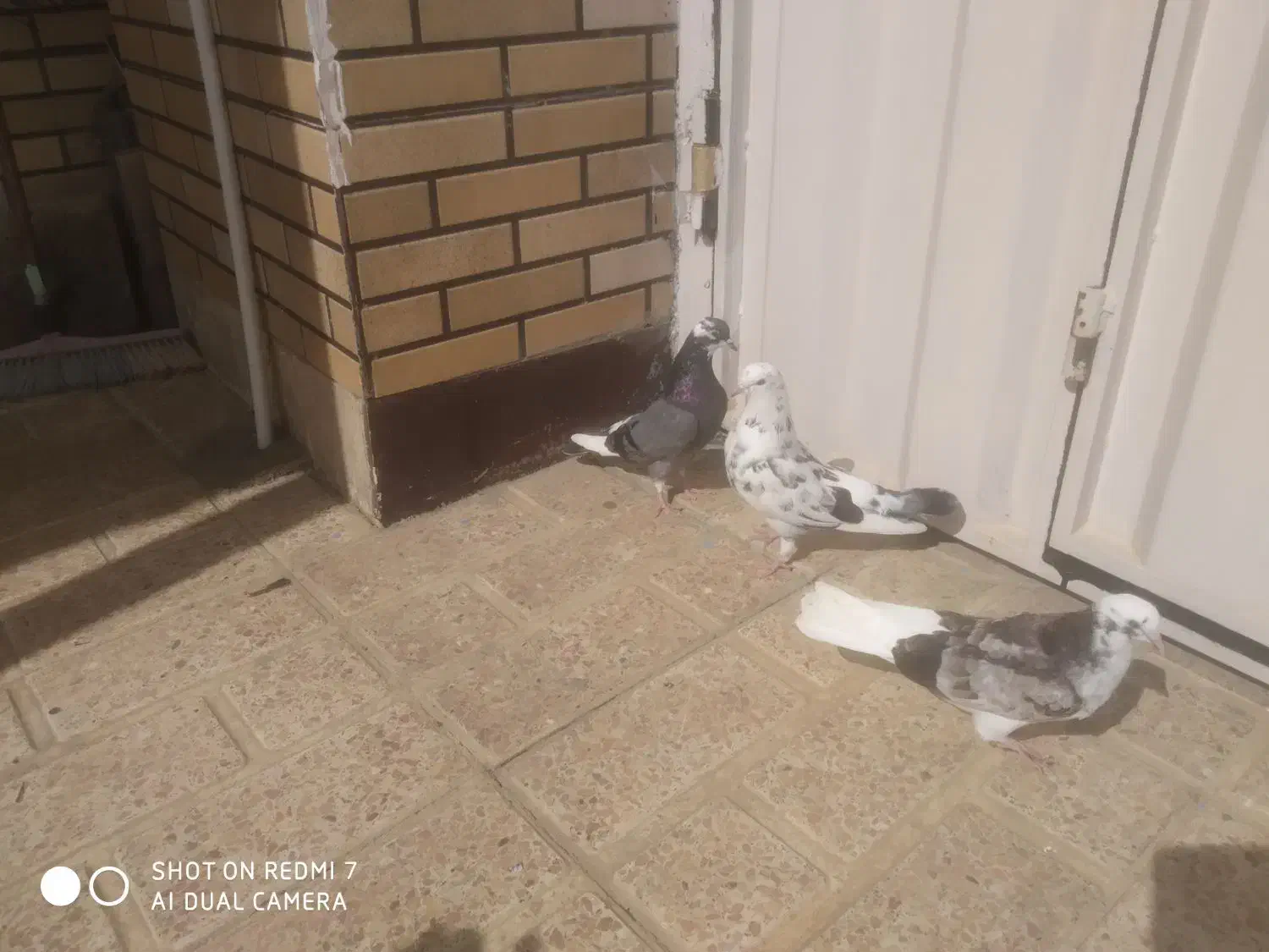 کبوتر|پرنده|هشتگرد, شهرک افشاریه|دیوار