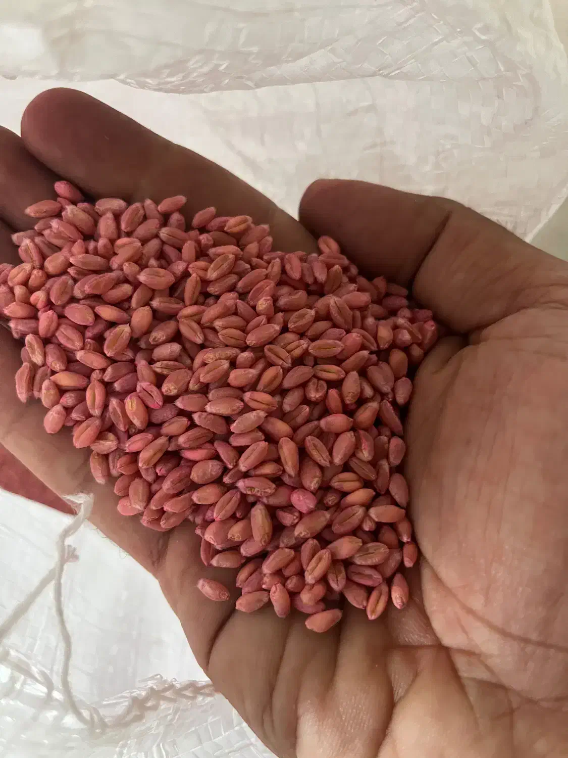 توزیع بذر گندم اصلاح شده|خدمات باغبانی و درختکاری|رزن, |دیوار