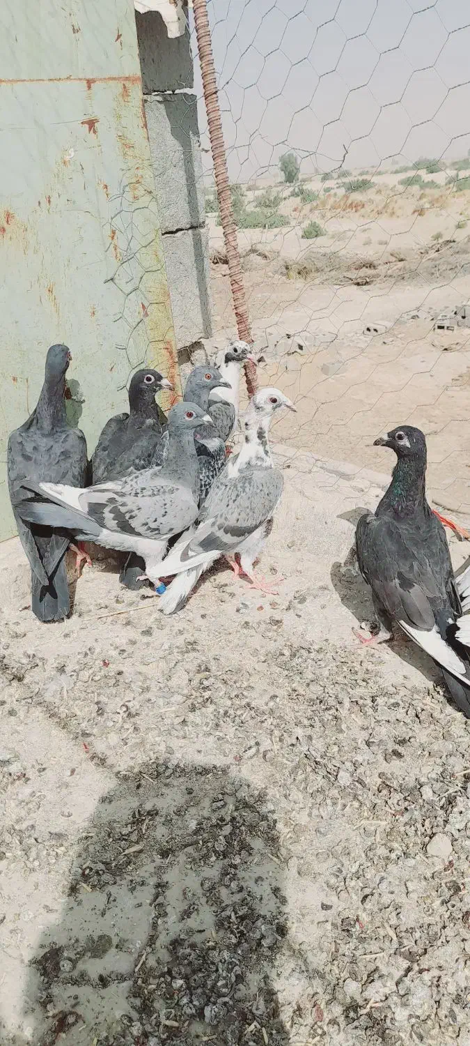 جوانه‌کفتر|پرنده|تیمور آباد, |دیوار