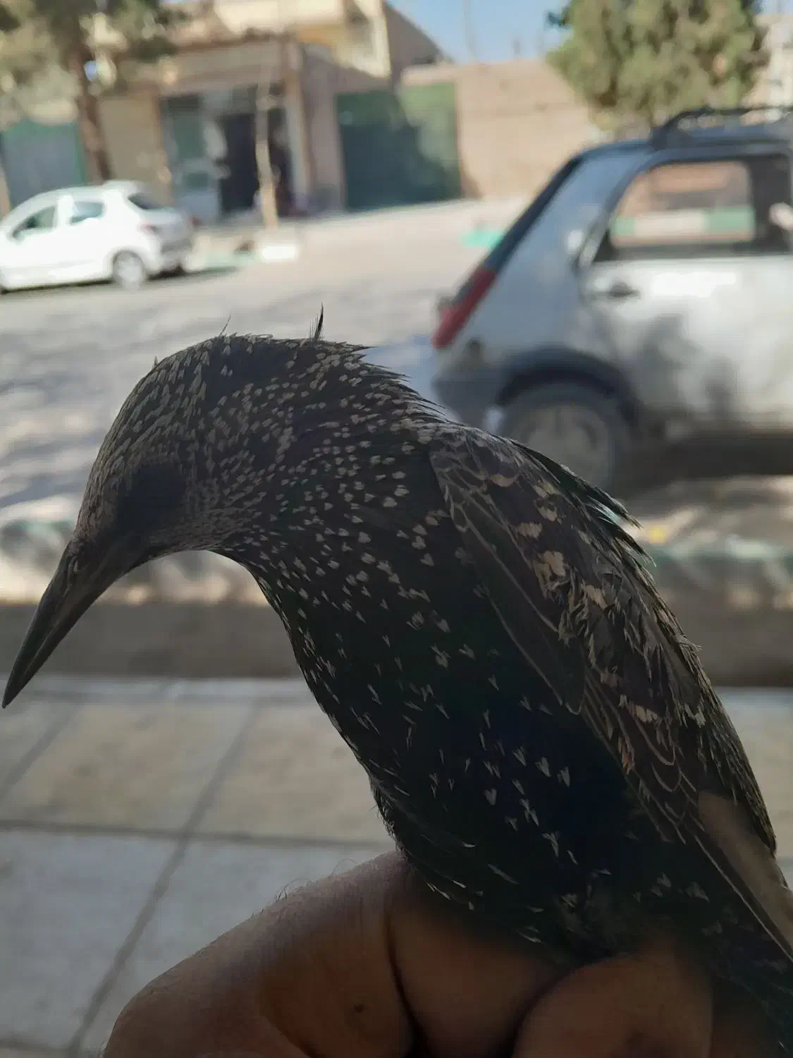 پرنده زیبا|پرنده|کرمان, |دیوار