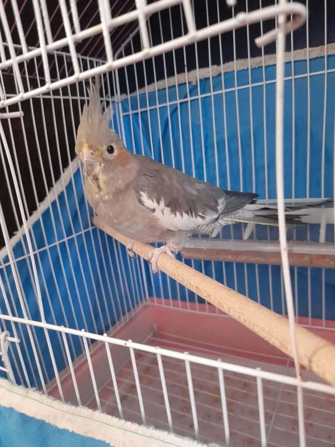 یک عدد عروس هلندی ماده بالغ|پرنده|تنکابن, |دیوار