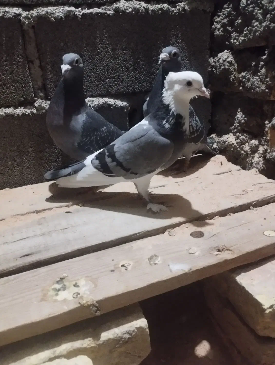 یه عدد ماده هما که همین حالا گرفتم بسیار تمیز|پرنده|دامغان, |دیوار