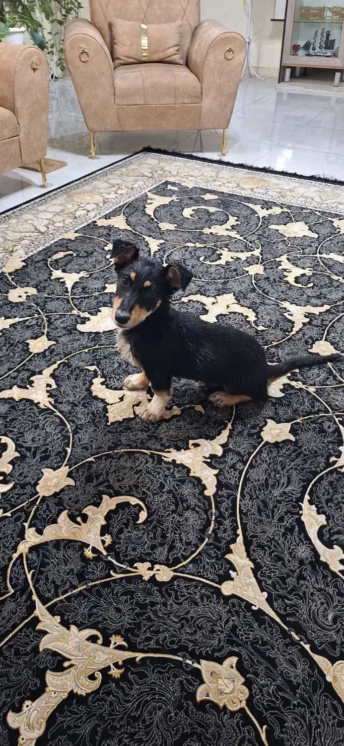 سگ پاکوتاه|سگ|فردیس, ثابتی|دیوار