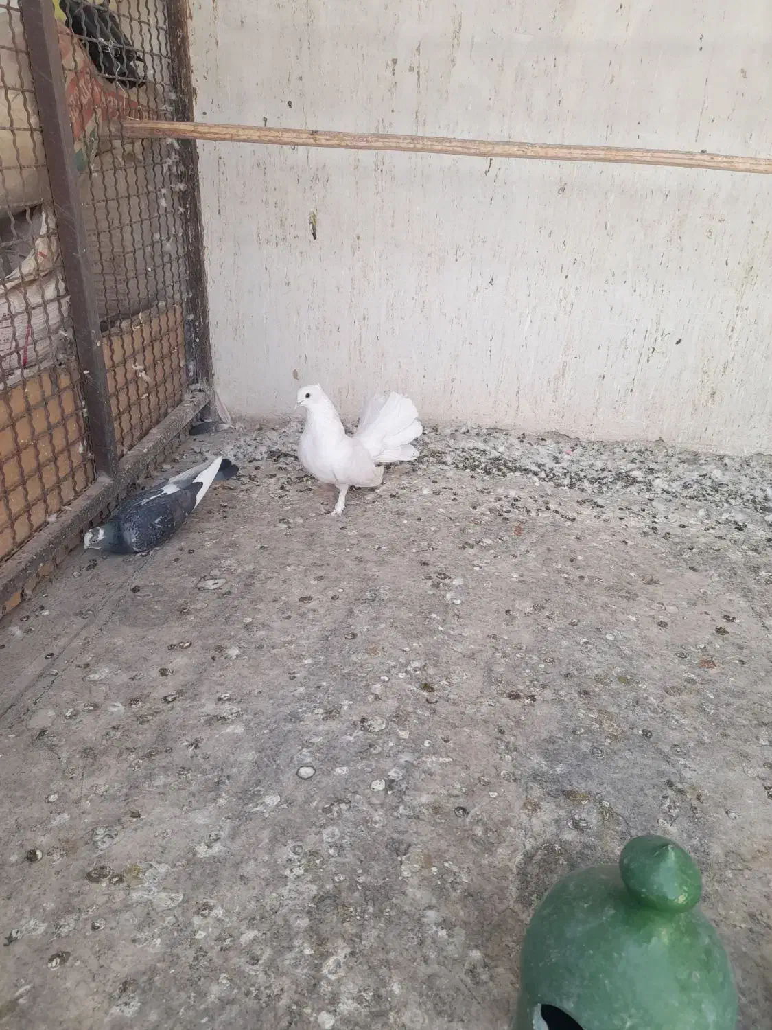 یه نر گردن کلفت چتری کاکلی پرپا|پرنده|کاشان, عربها|دیوار