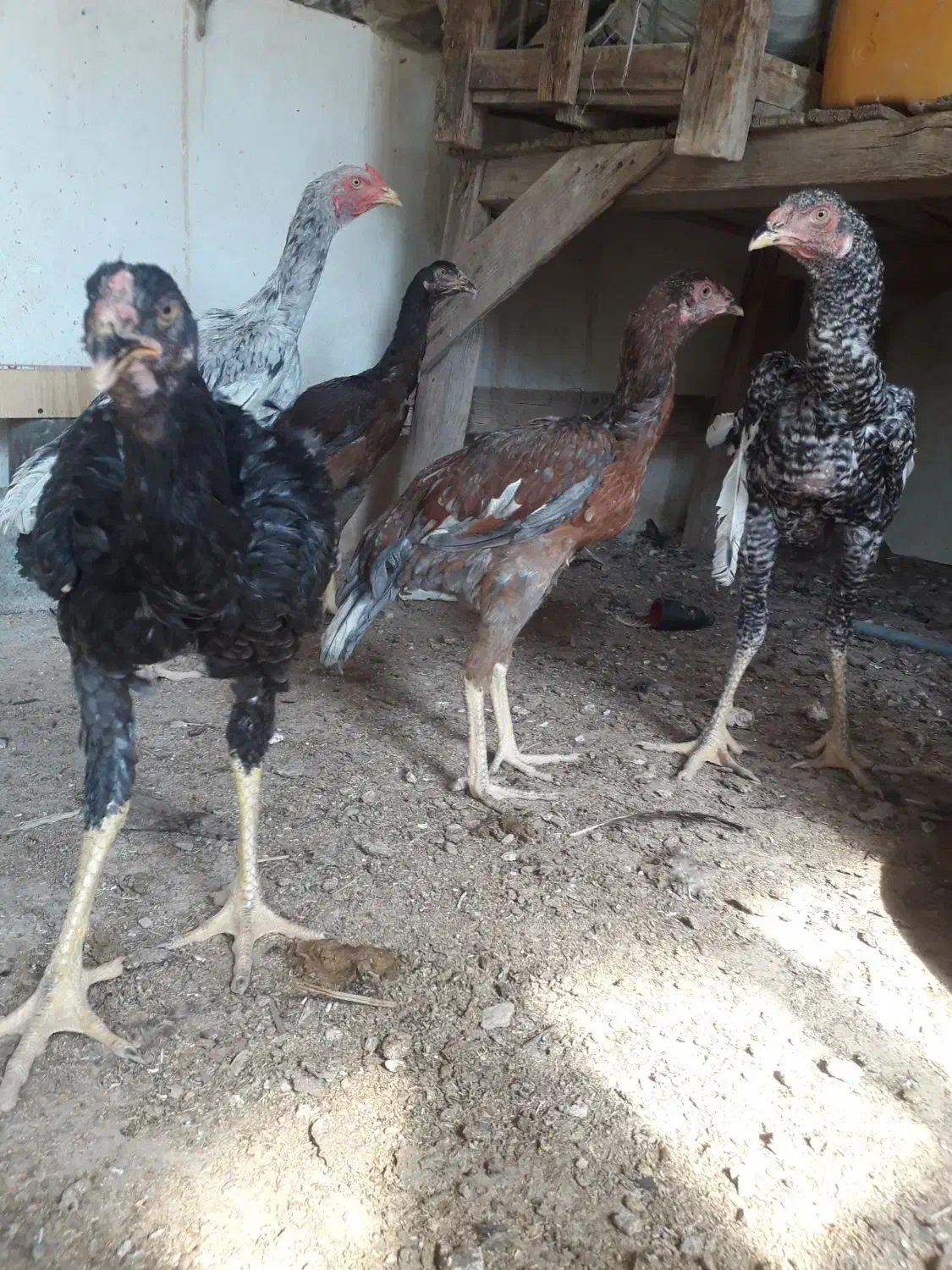 ۸ عدد جوجه یک خروس دو تا مرغ|حیوانات مزرعه|شبانکاره, |دیوار