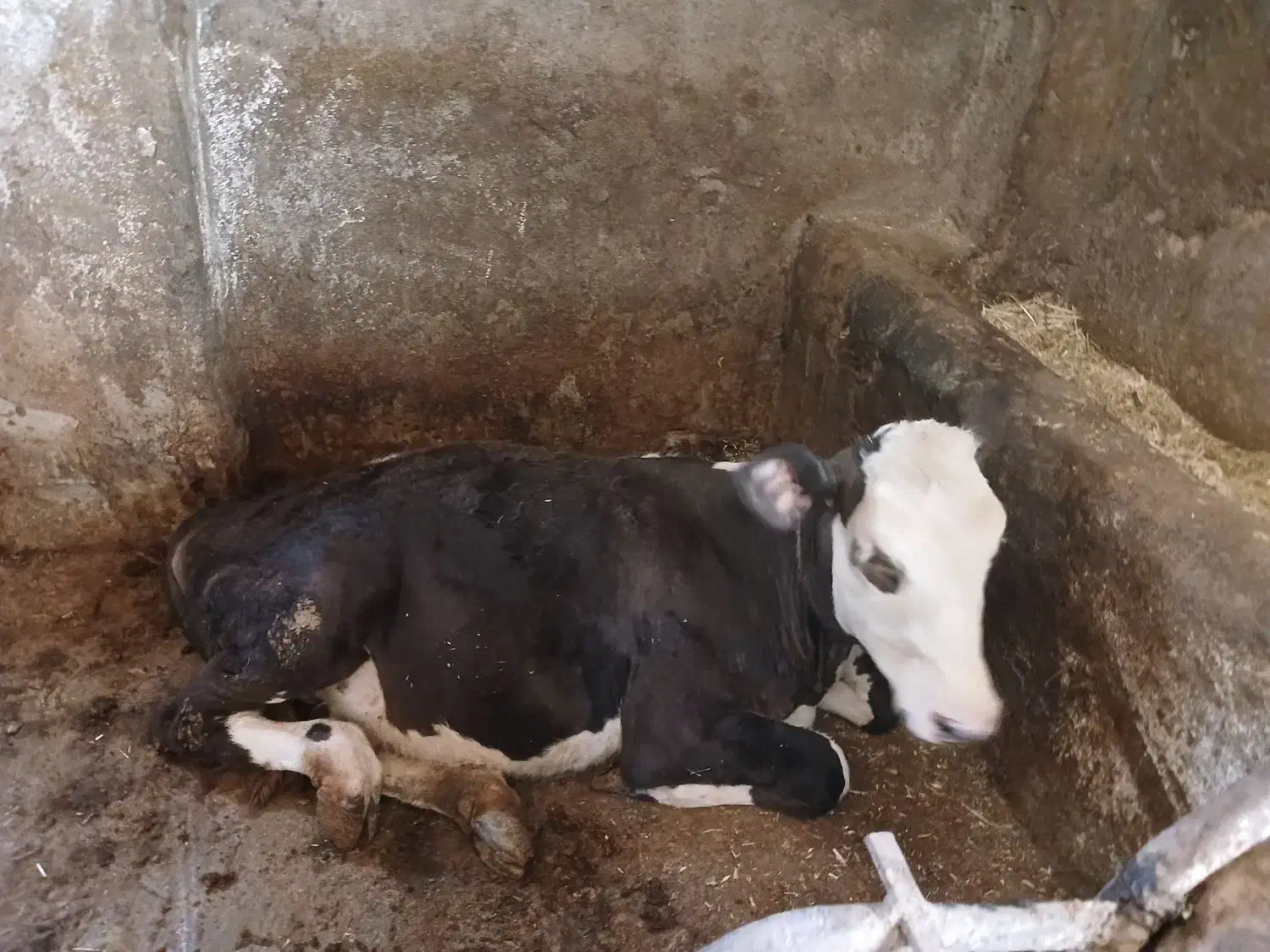 گاو گوساله|حیوانات مزرعه|موچش, |دیوار