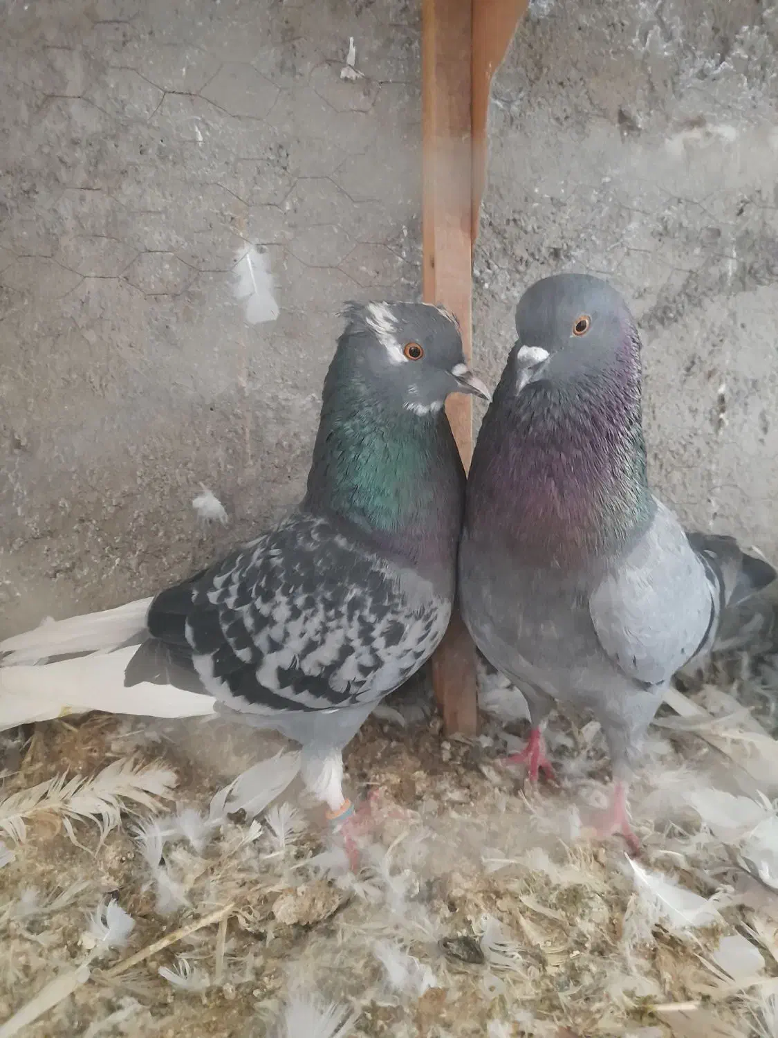 دو جفت تکپر|پرنده|گرگان, |دیوار