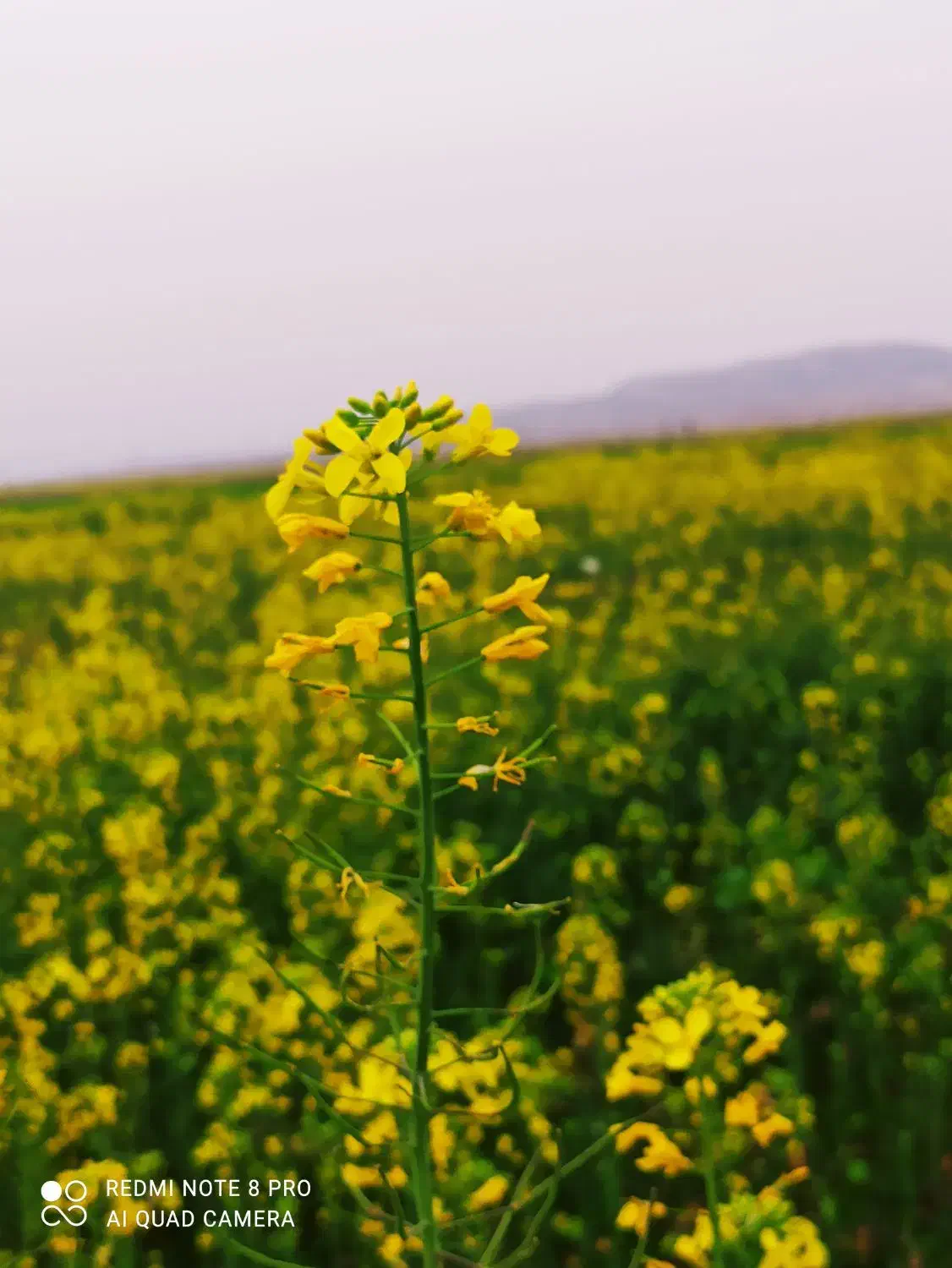 زمین کشاورزی|فروش دفتر صنعتی، کشاورزی، تجاری|صالح آباد (ایلام), |دیوار