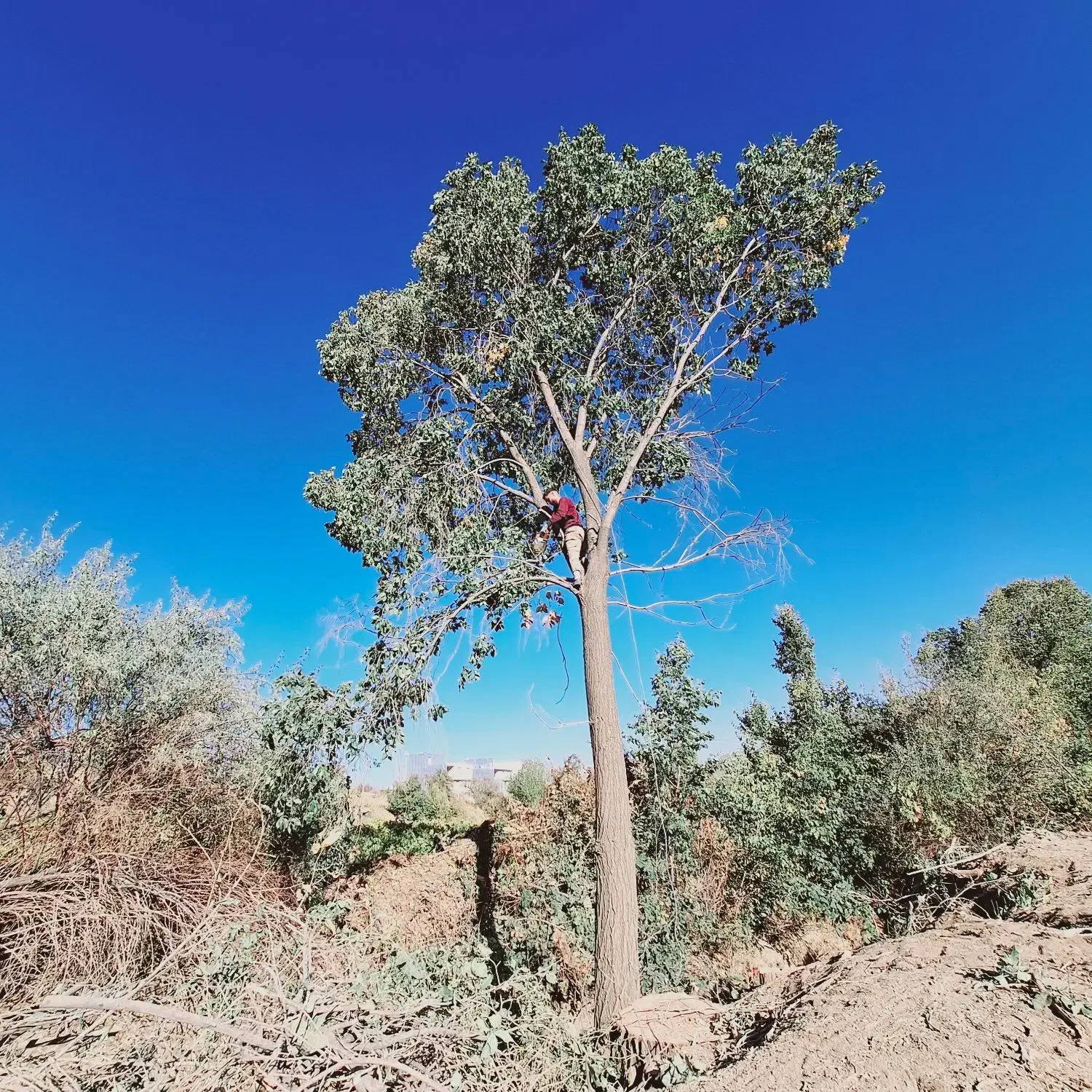 چووب چوب|خدمات باغبانی و درختکاری|قره چای, |دیوار