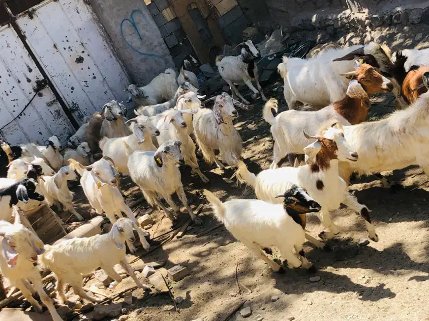 بزکره|حیوانات مزرعه|بافت, |دیوار