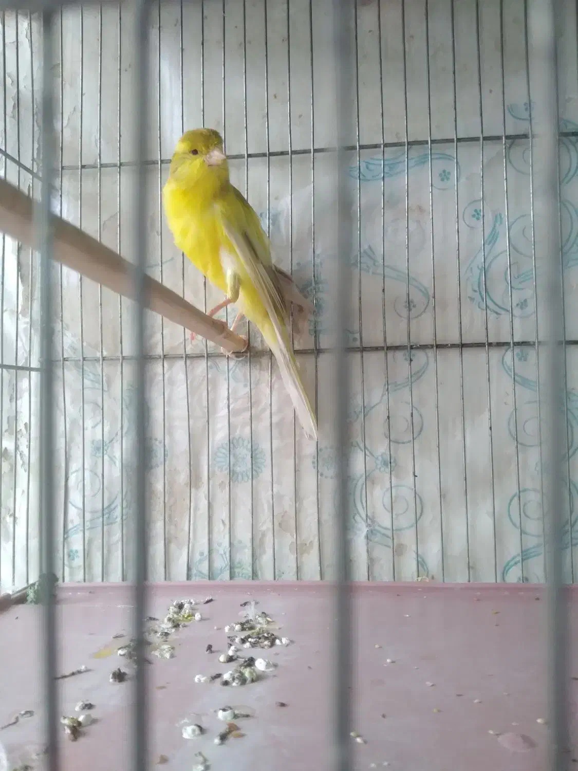 ۵/۰۰۰/۰۰۰۰|پرنده|اصفهان, حصه شمالی|دیوار