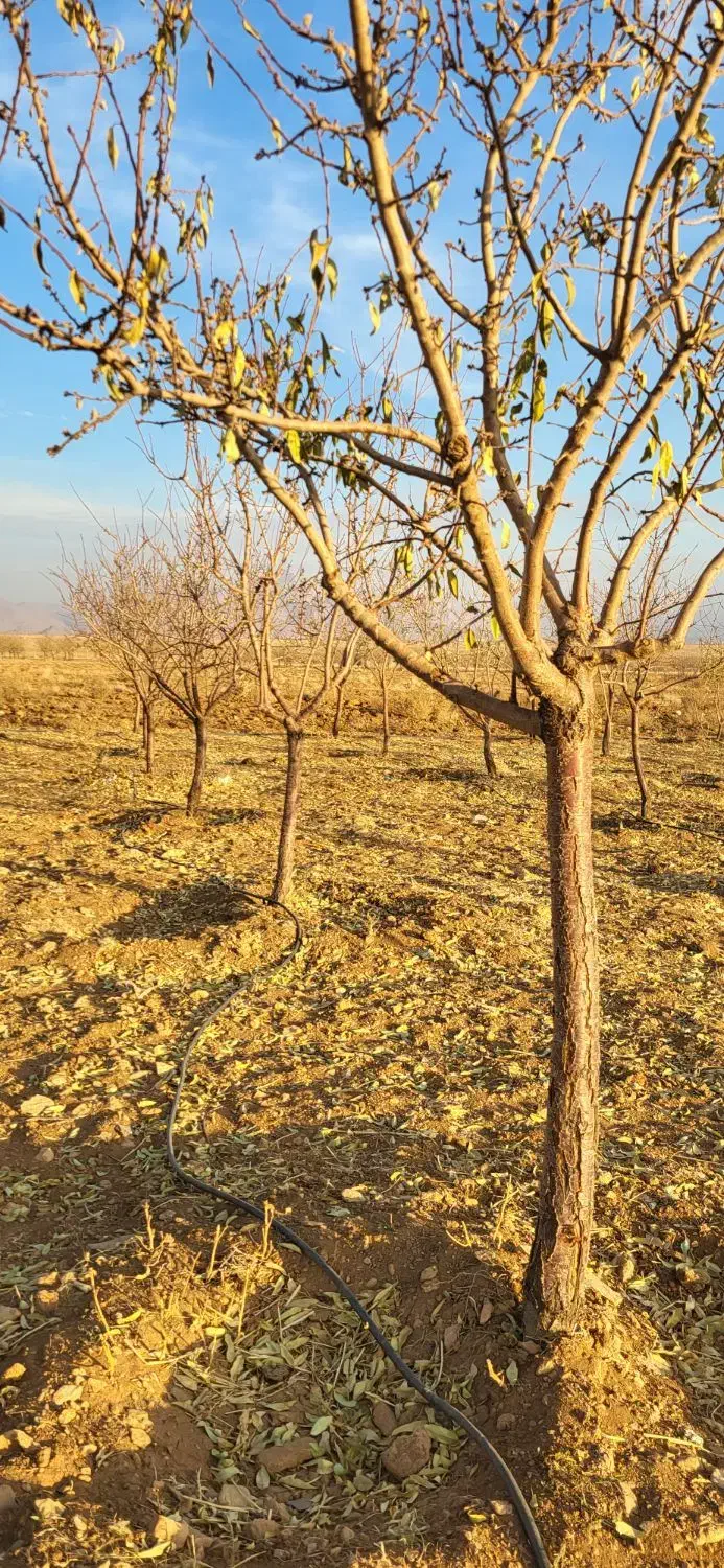 زمین کشاورزی|فروش زمین و ملک کلنگی|داران, |دیوار