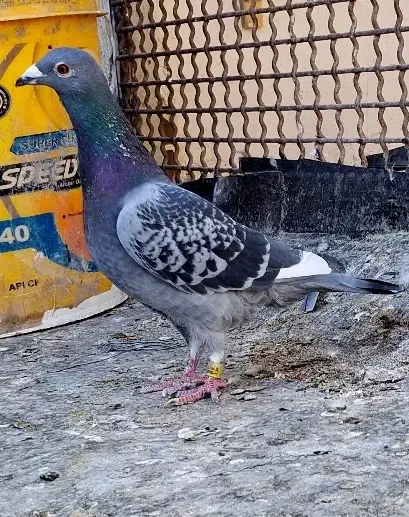 کفتر مسافتی پلاکی کفتر اردن کفتر چاپی پولکی|پرنده|مشهد, انصار|دیوار