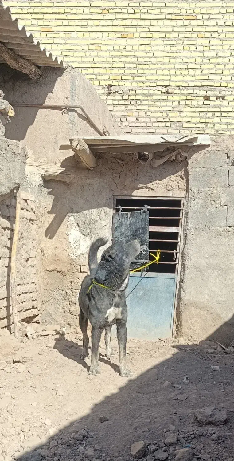 رمگی|سگ|تربت جام, پاسداران|دیوار