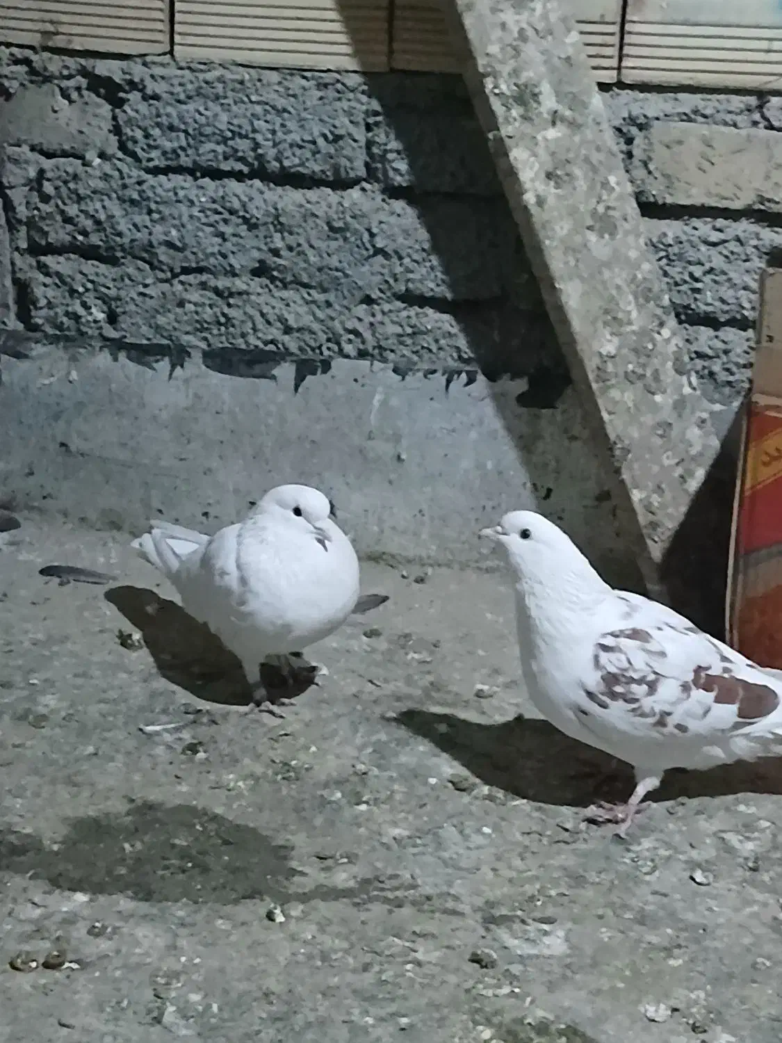 ۸تاکفتر پرشی خوش خال سودار۱ملیون|پرنده|مشکیندشت, |دیوار