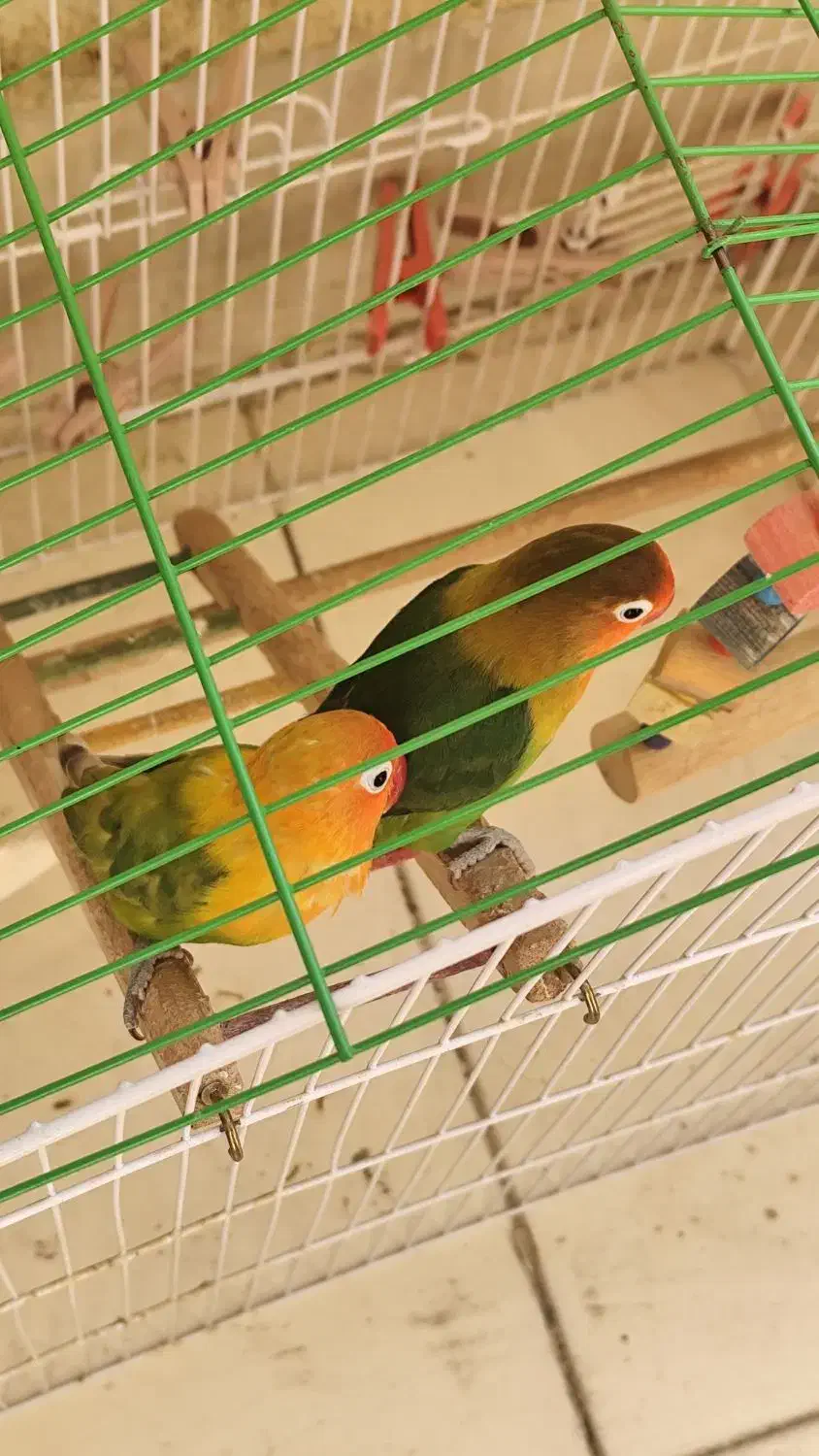 پرنده|پرنده|فولادشهر, C4|دیوار