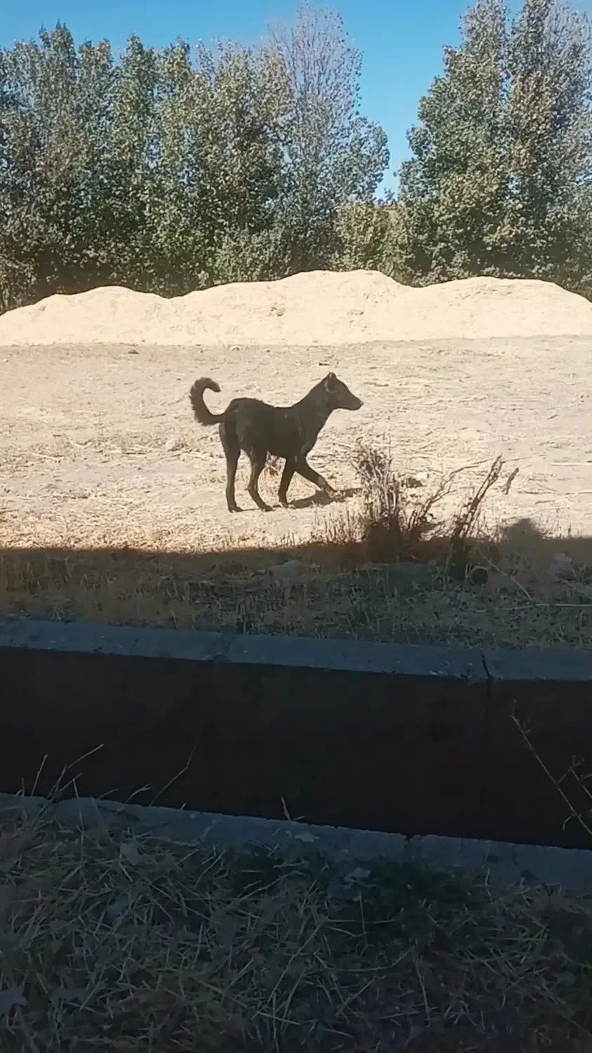 توله سگ پنج ماهه|سگ|زنجان, |دیوار