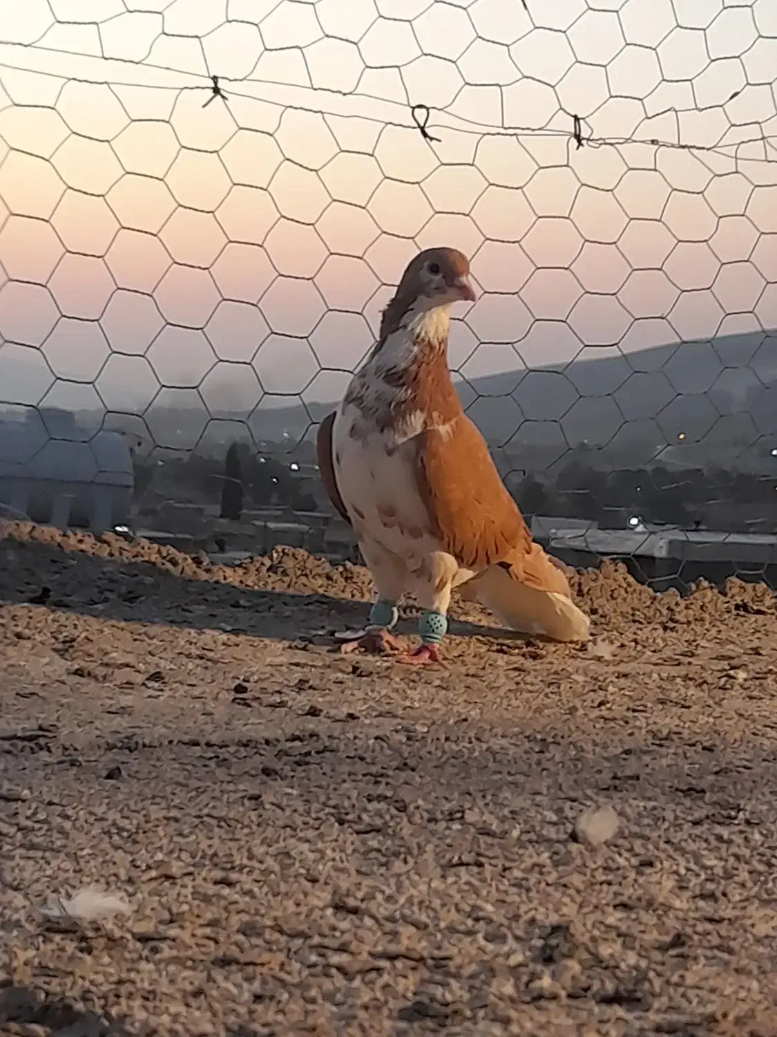 پرنده|پرنده|شیراز, کفترک|دیوار