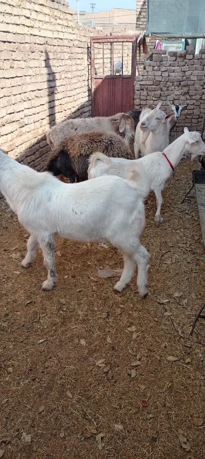 7عددگوسفند دوتاسانن دوتامیش  چبش گلابی ودوتاالپاین|حیوانات مزرعه|بردسکن, |دیوار