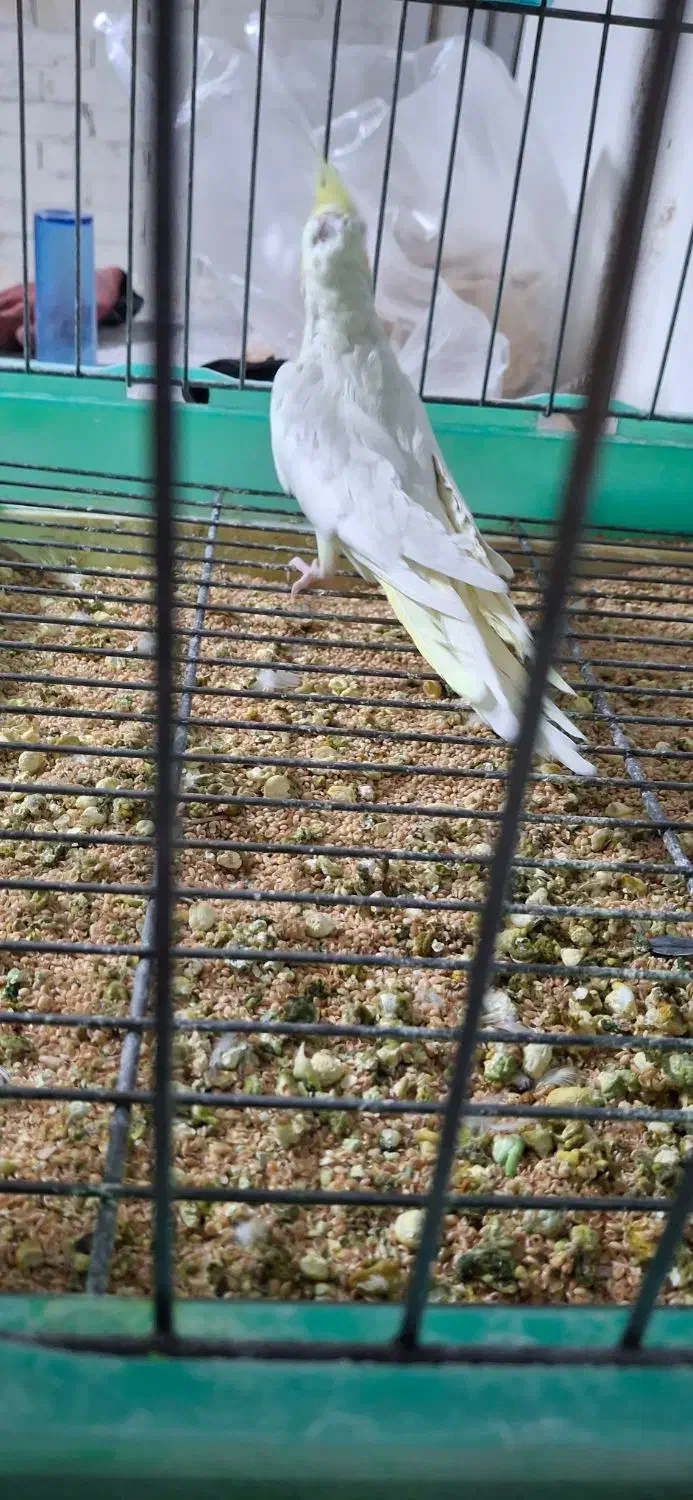 عروس هلندی بالغ تک و کوتوله|پرنده|رفسنجان, |دیوار