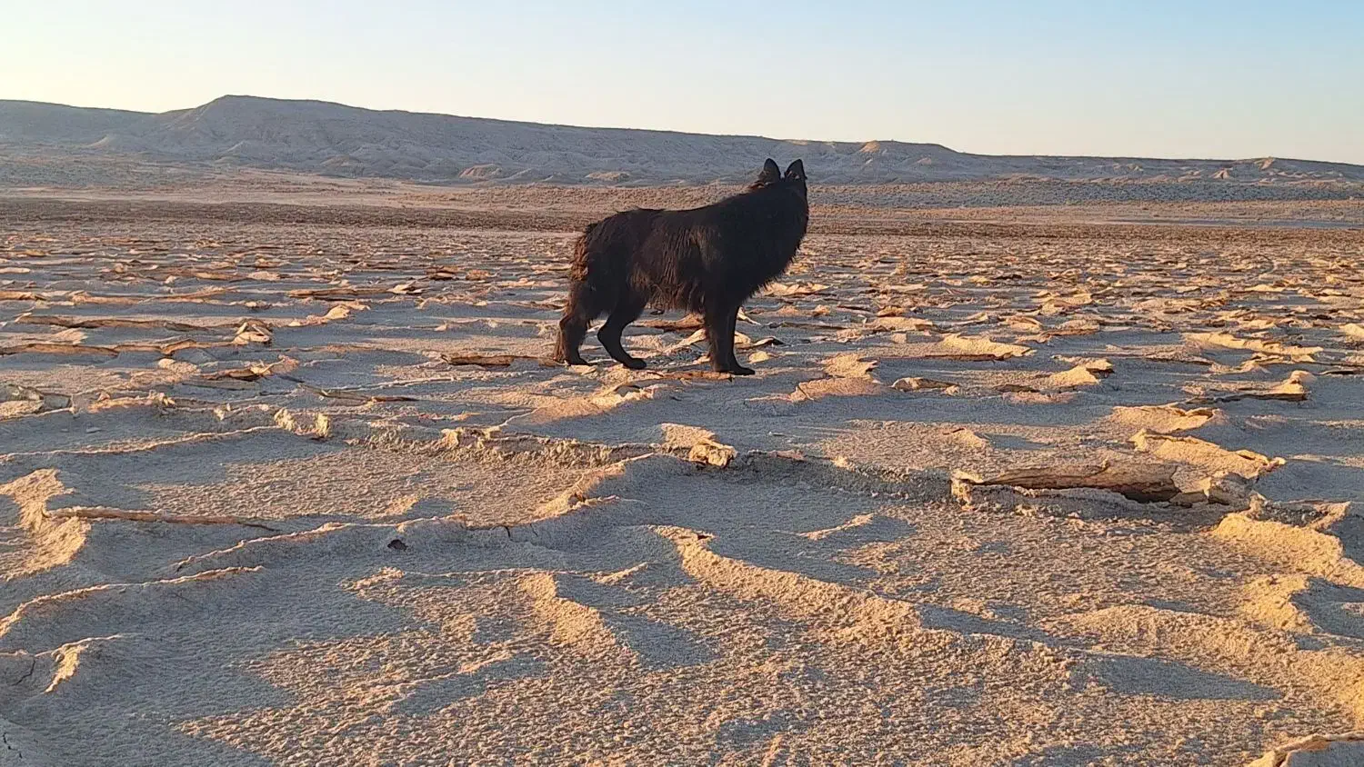 واگذاری ژرمن بلک|سگ|شهر بابک, |دیوار