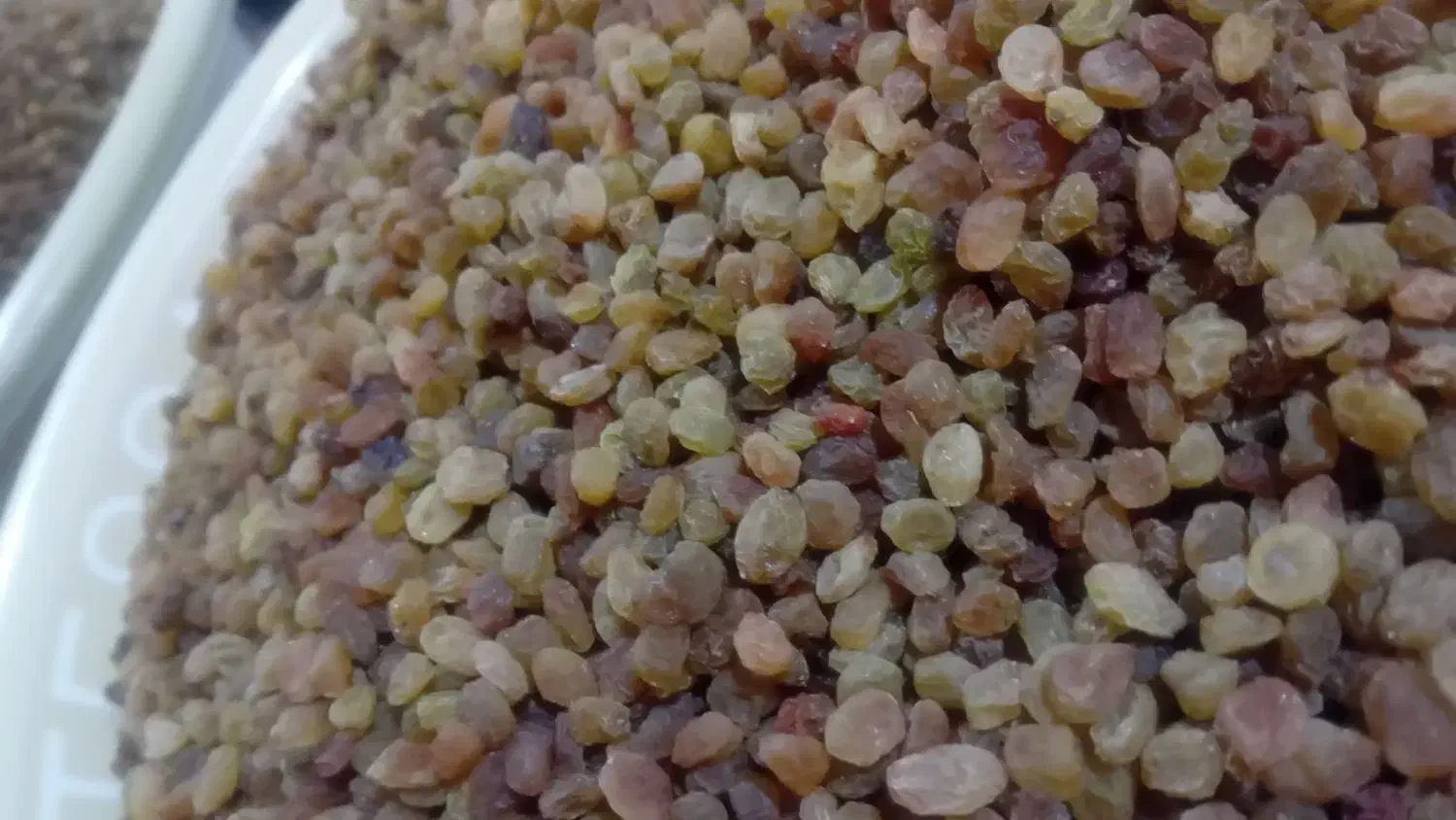 کشمش|عمدهفروشی|بروجرد, |دیوار