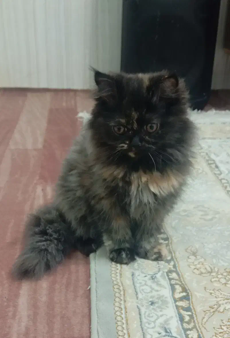 گربه پرشین|گربه|مهاباد (آذربایجان غربی), |دیوار