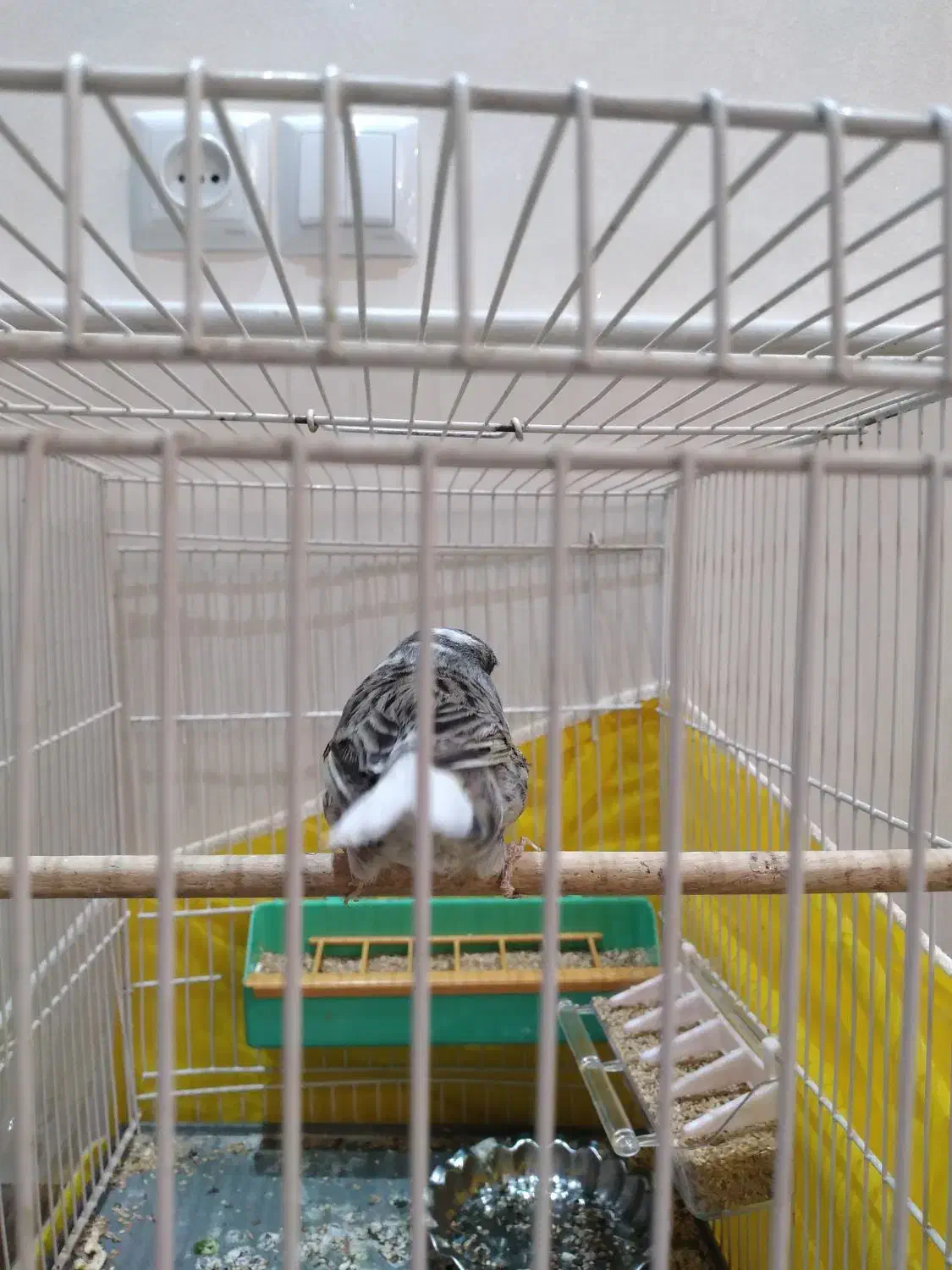 قناری|پرنده|نیشابور, کوی یغما|دیوار