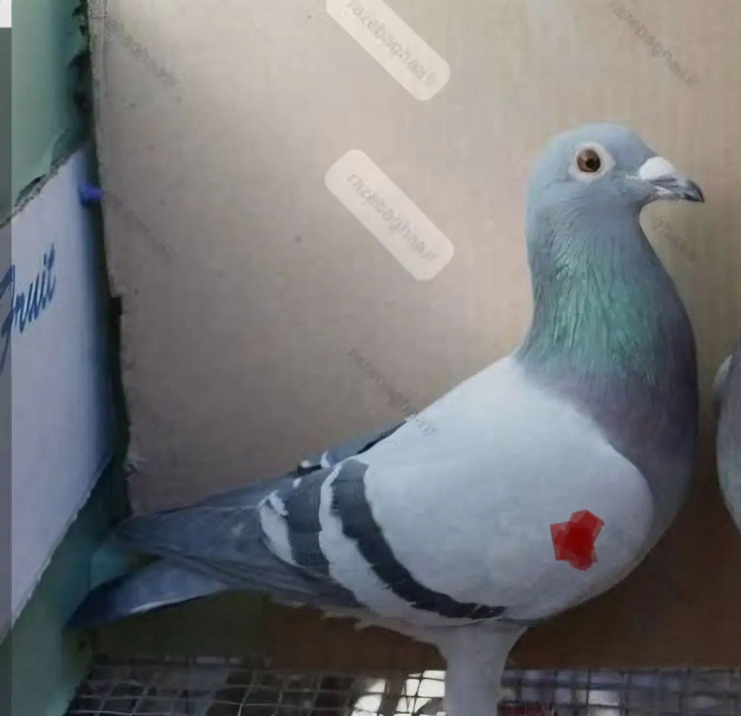 کبوتر پلاکی گمشده|حیوانات|خرمآباد, |دیوار