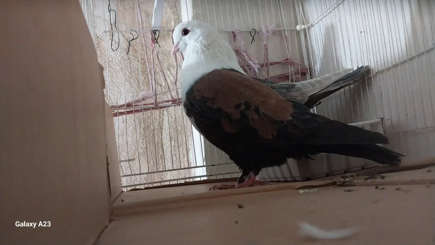 عتیقه|پرنده|مشهد, حجت|دیوار