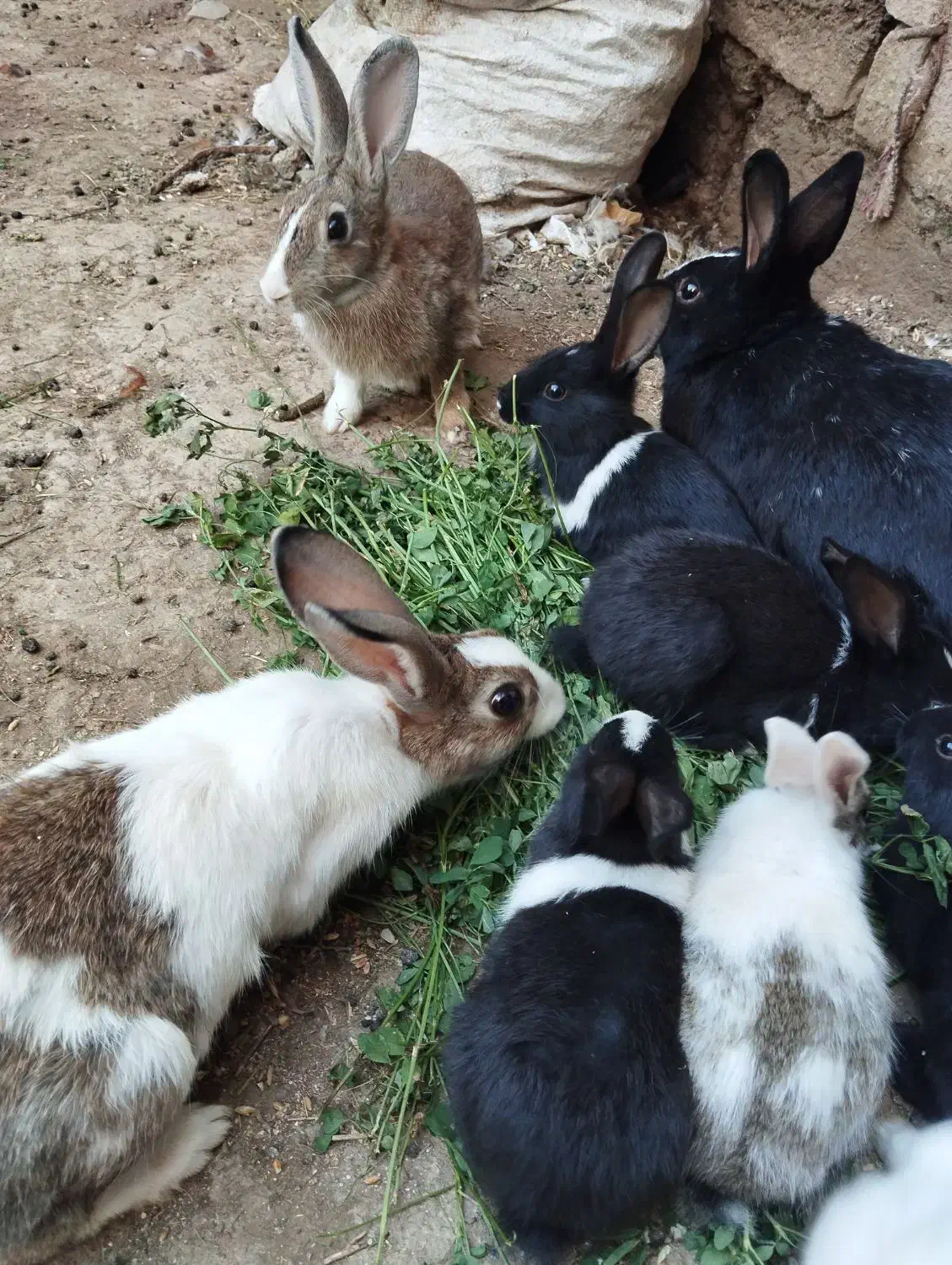 خرگوش|موش و خرگوش|پارسآباد, |دیوار