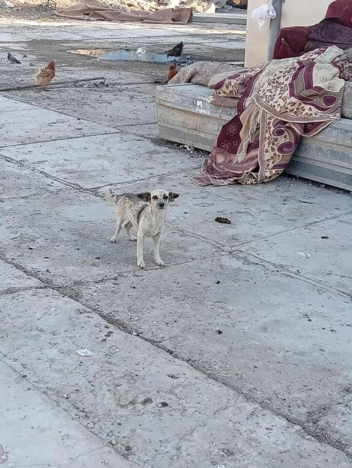 جی واوا پا کوتاه|سگ|خرمشهر, |دیوار