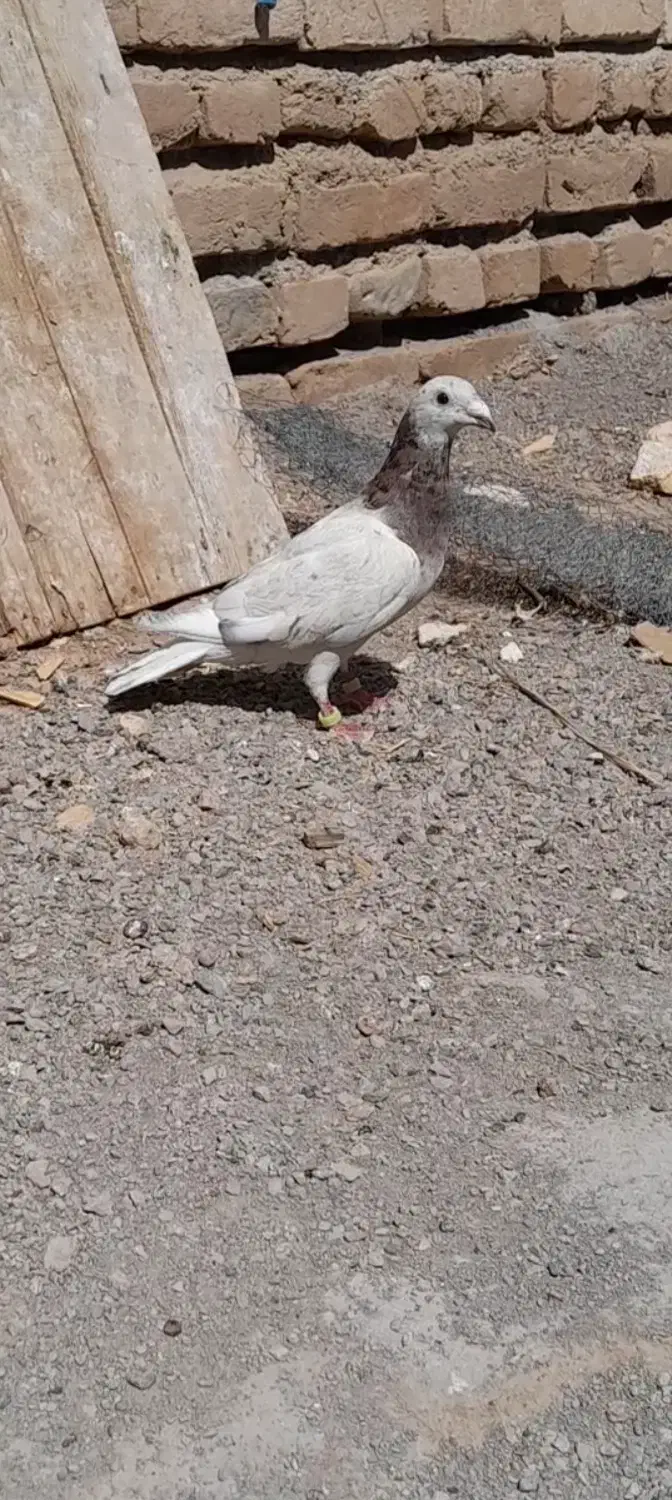 ماده کله هما|پرنده|تربتحیدریه, کلاته توکلی|دیوار