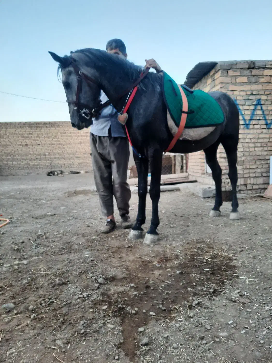 اسب چهار ساله نر|اسب و تجهیزات اسب‌سواری|مرند, |دیوار