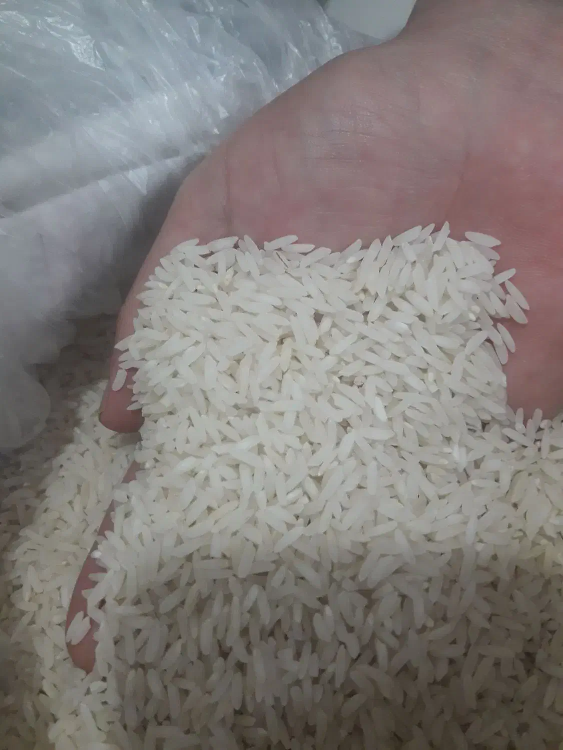 برنج طارم هاشمی|خوردنی و آشامیدنی|بابلسر, |دیوار