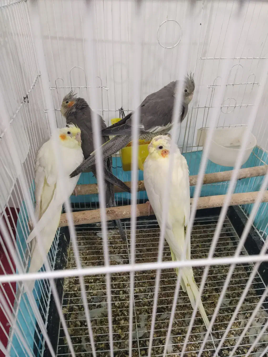 2 جفت عروس هلندی|پرنده|محمدیه-قزوین, |دیوار