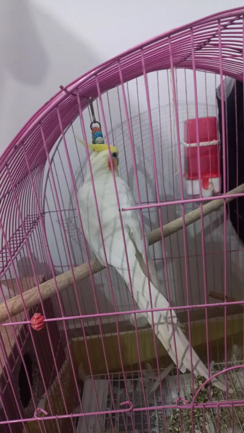 فروش عروس هلندی|پرنده|گنبد کاووس, |دیوار