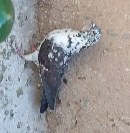 ماده سینه سفید گم کردم|حیوانات|یزد, |دیوار