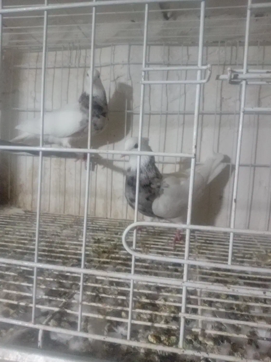 ۲عدد طوقی ماده درجه ۱|پرنده|دره شهر, |دیوار