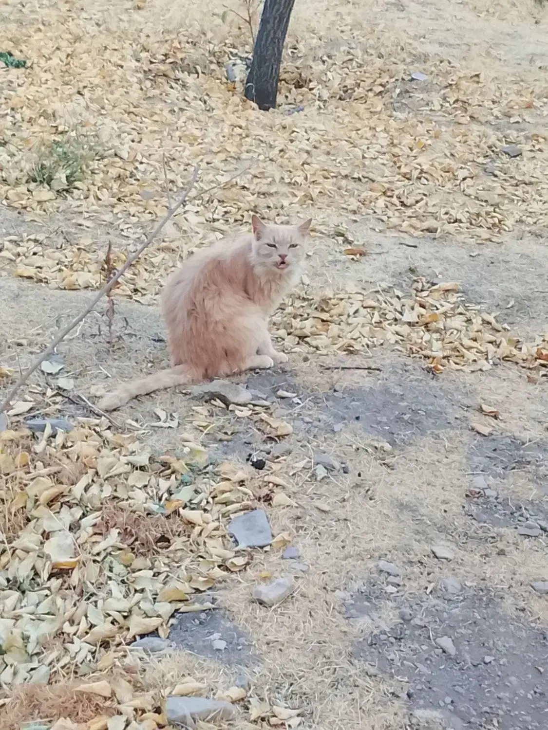 گربه پرشین|گربه|زنجان, |دیوار