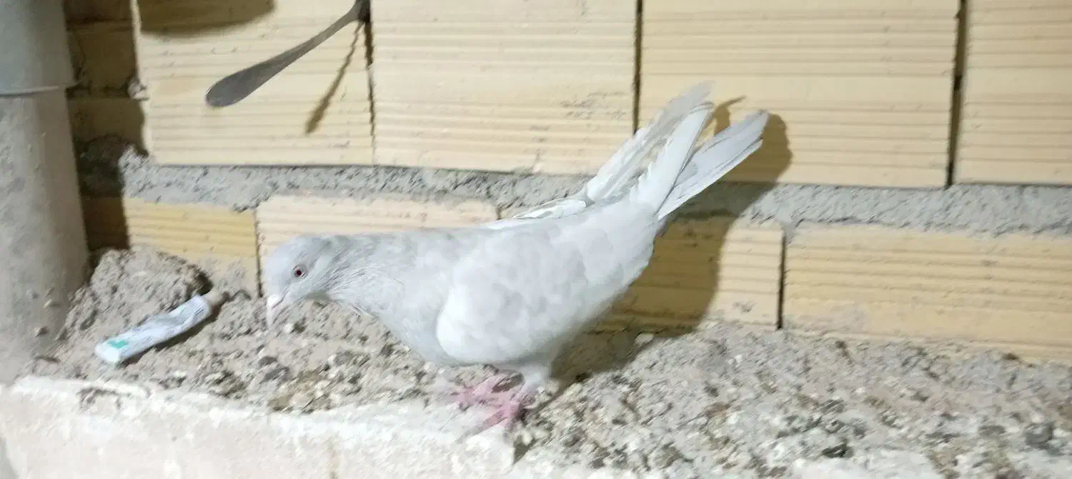 ماده کلی آبی عتیق|پرنده|نجفآباد, یزدانشهر|دیوار