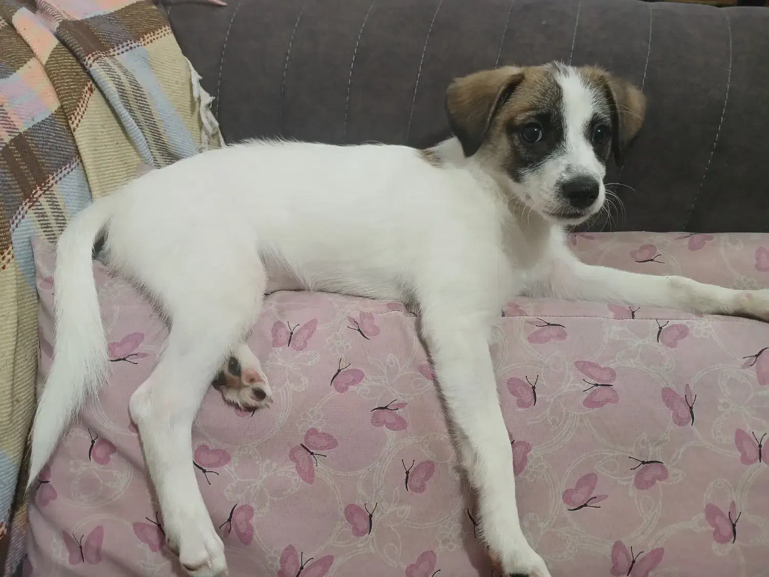 واگذاری سگ خانگی|سگ|اصفهان, بهاران|دیوار