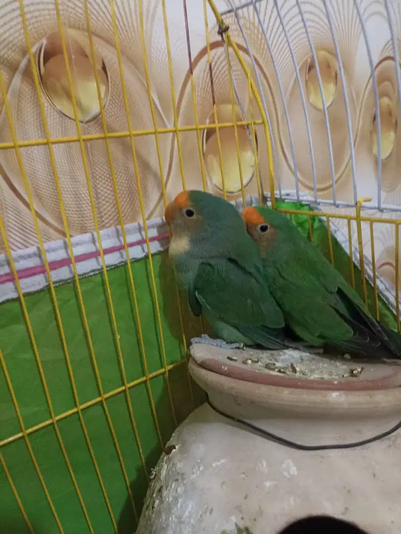 سراوان|پرنده|سیب و سوران, |دیوار