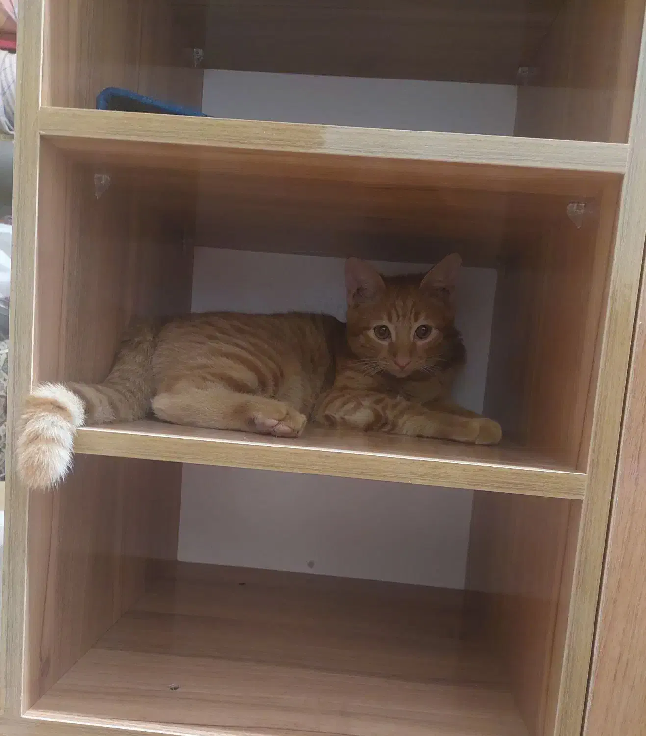 گمشده|گربه|مشهد, زیبا شهر|دیوار