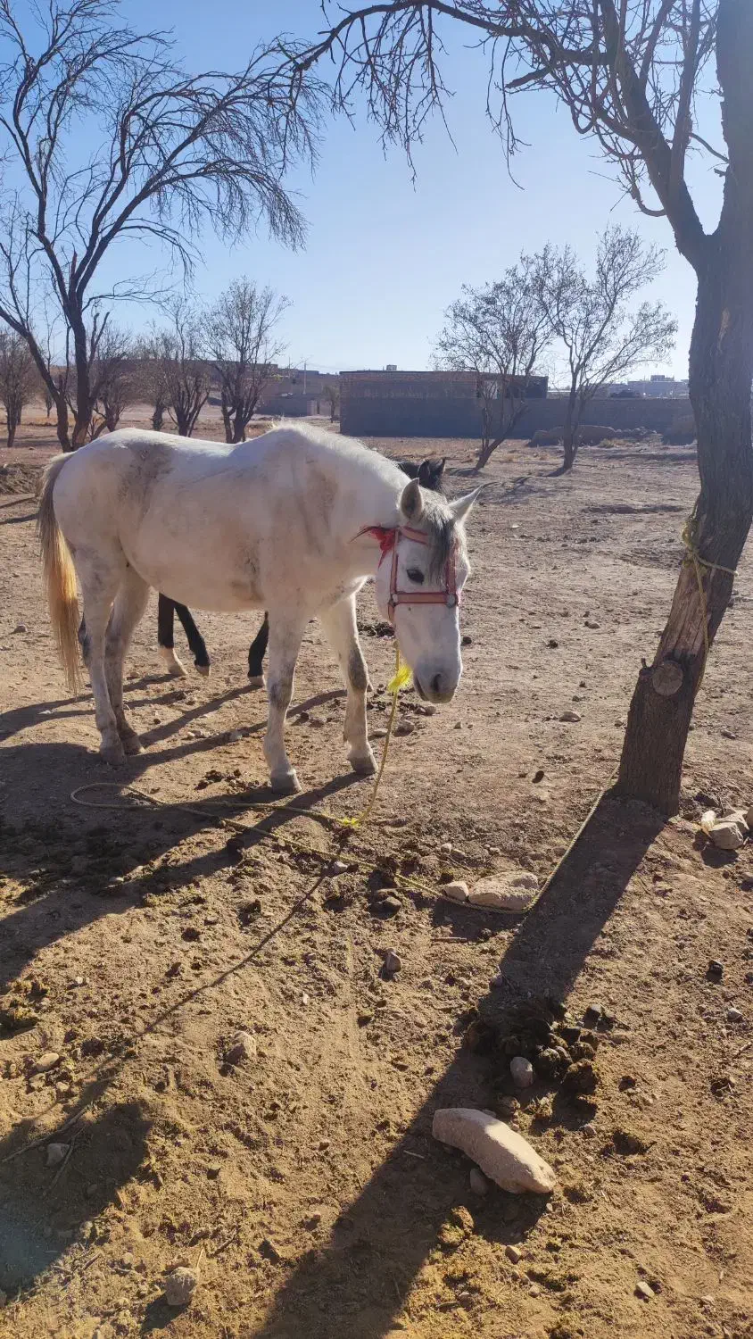 اسب سفید|اسب و تجهیزات اسبسواری|سلیمان, |دیوار